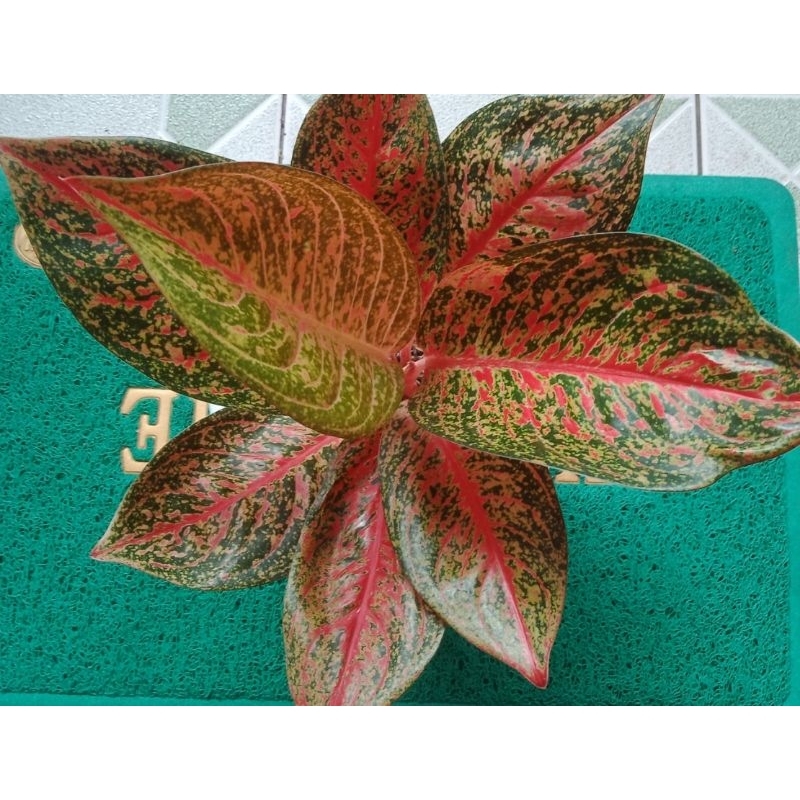 Tanaman Hias Aglonema Tiara Merah