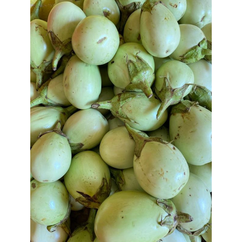 

Terong pondoh 500gr