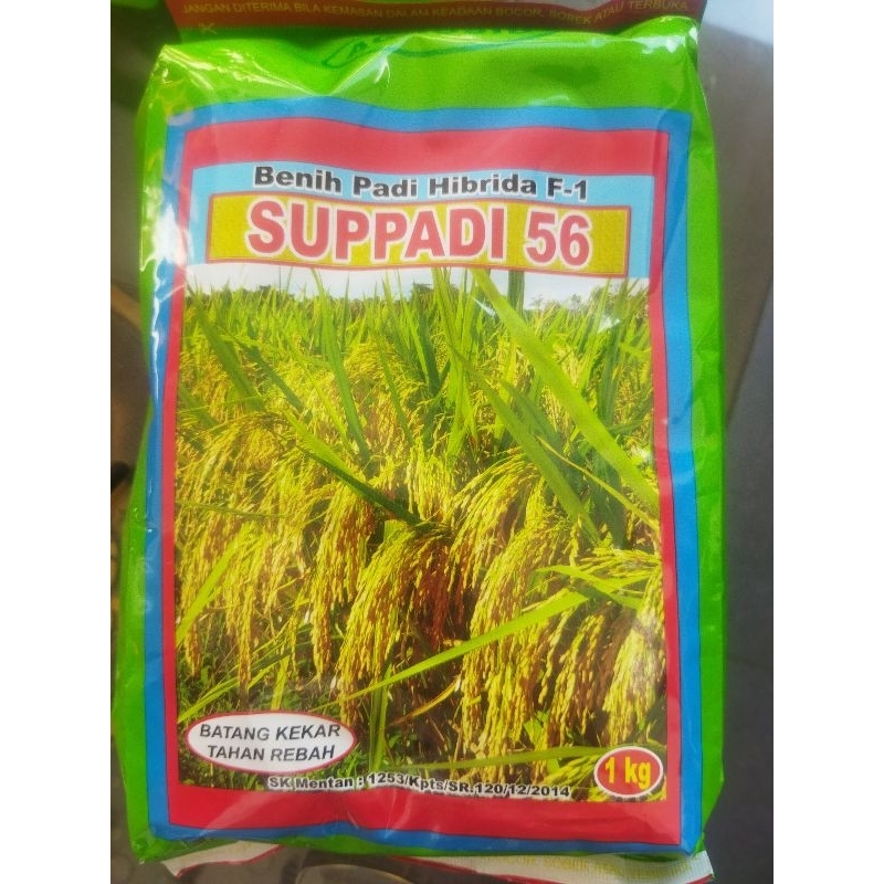 padi benih SUPPADI 56 originall