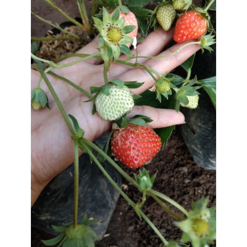 

bibit strawberry jumbo