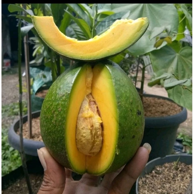 Bibit Alpukat Mentega Jumbo Tinggi 1 Meter Up