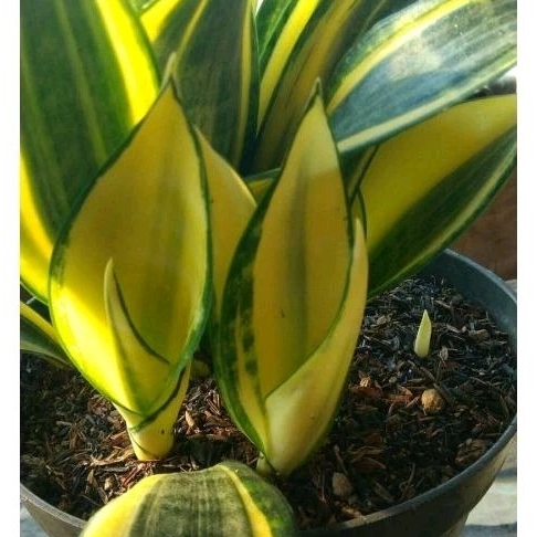 Sansevieria Mutasi Lucille Sansivera Mutasi Golden Benner