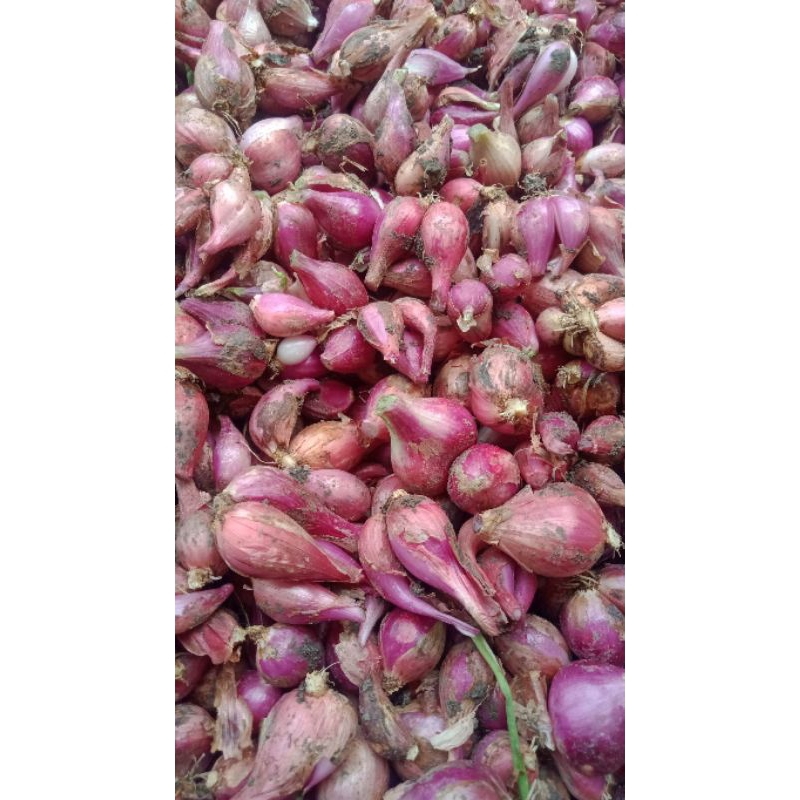 

bawang merah brebes sedeng 1 kg