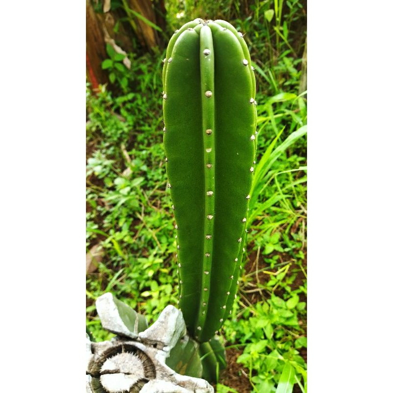 kaktus koboi | kaktus belimbing