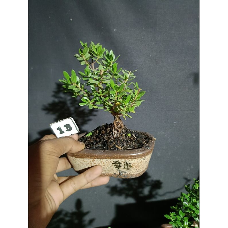 bonsai santigi mame