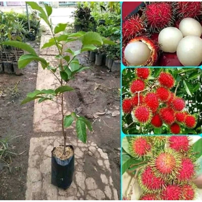 Bibit rambutan Binjai/rafiah kondisi berbunga terlaris ( rafiah, binjai ready)