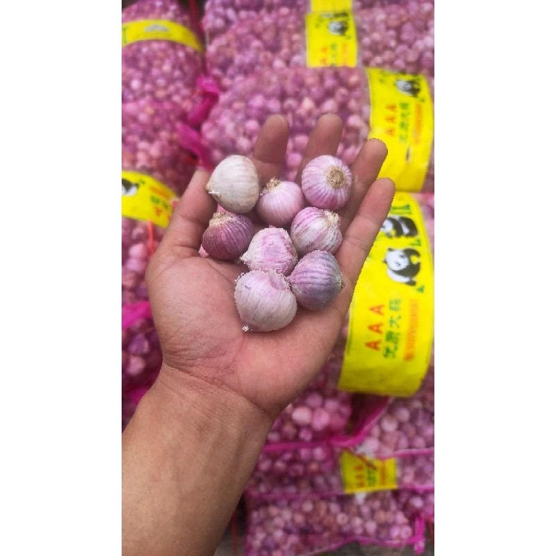 

Bawang Tunggal (BAWANG LANANG) Bawang Putih Siung Tunggal | 1 KG - Fesh Quality 100% Ori Import