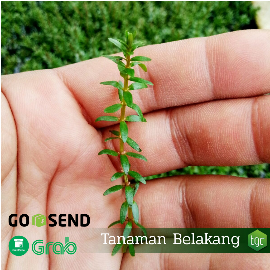 Rotala Mexicana Araguaia - Emersed