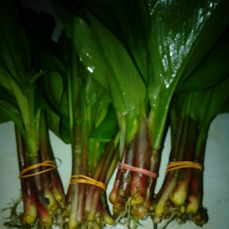 

SAYUR BOROS perikat