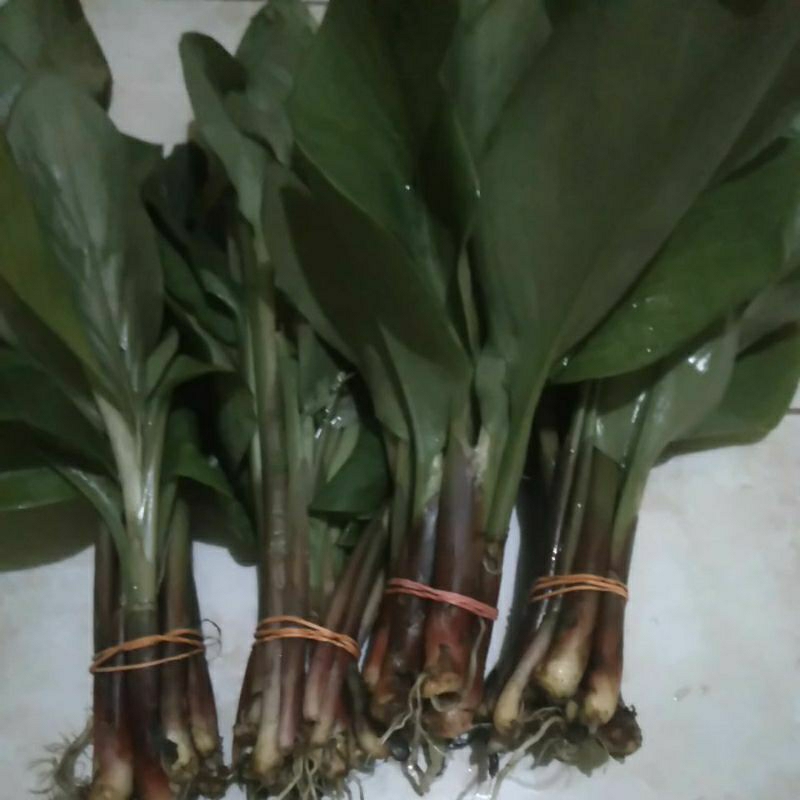 

BAHAN SAYUR BOROS SEGAR perikat