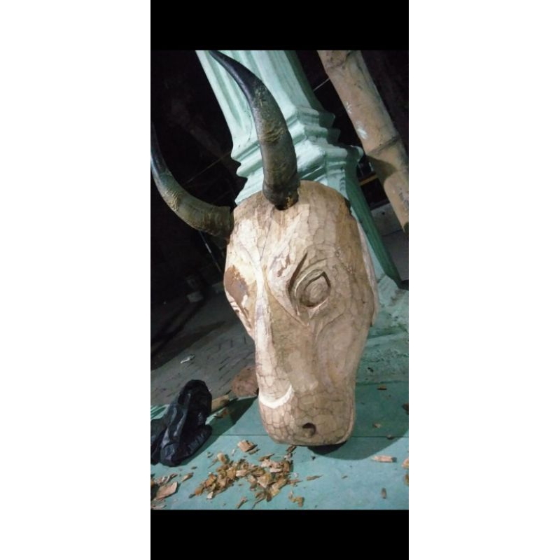 putihan banteng dewasa