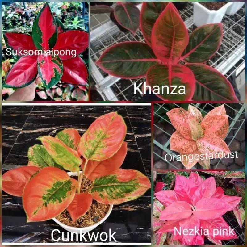 big sale promo paketan  5 bibit aglonema siap tumbuh