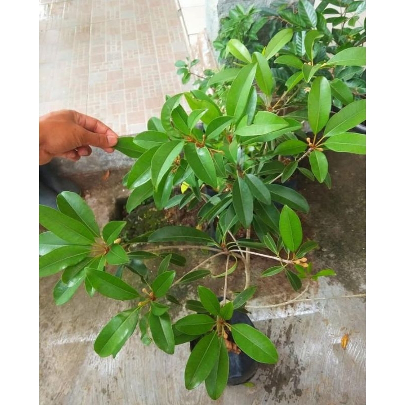 bibit sawo berkualitas