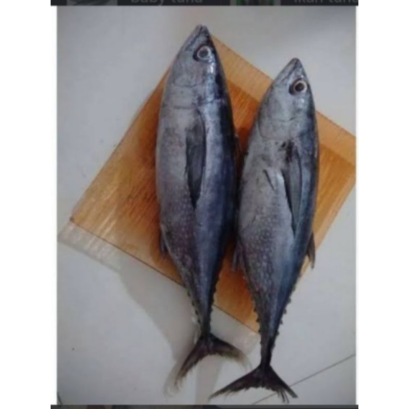 

IKAN TONGKOL ABU 500G