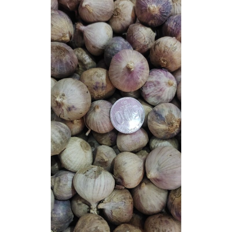 

bawang putih tunggal ukuran besar 1kg