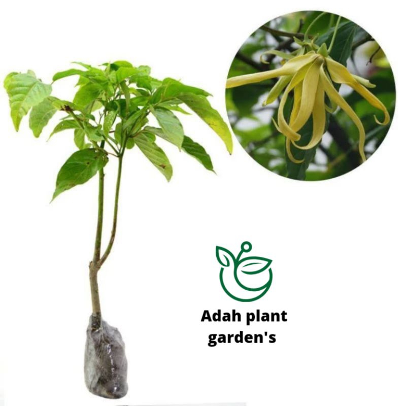 >( BISA COD ) Tanaman Hias Bunga Kenanga Pohon Kenanga / Tanaman Hidup Bunga Kenanga Bunga Hias Bung