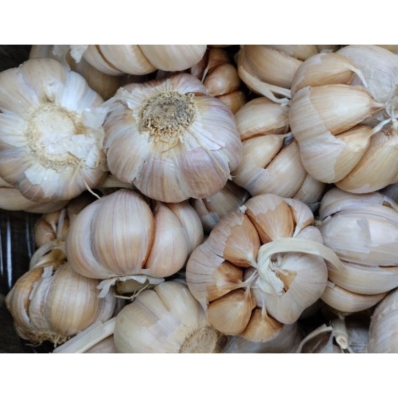 

D!ju4l Murah BAWANG PUTIH SICO 1/2kg Restok Gan