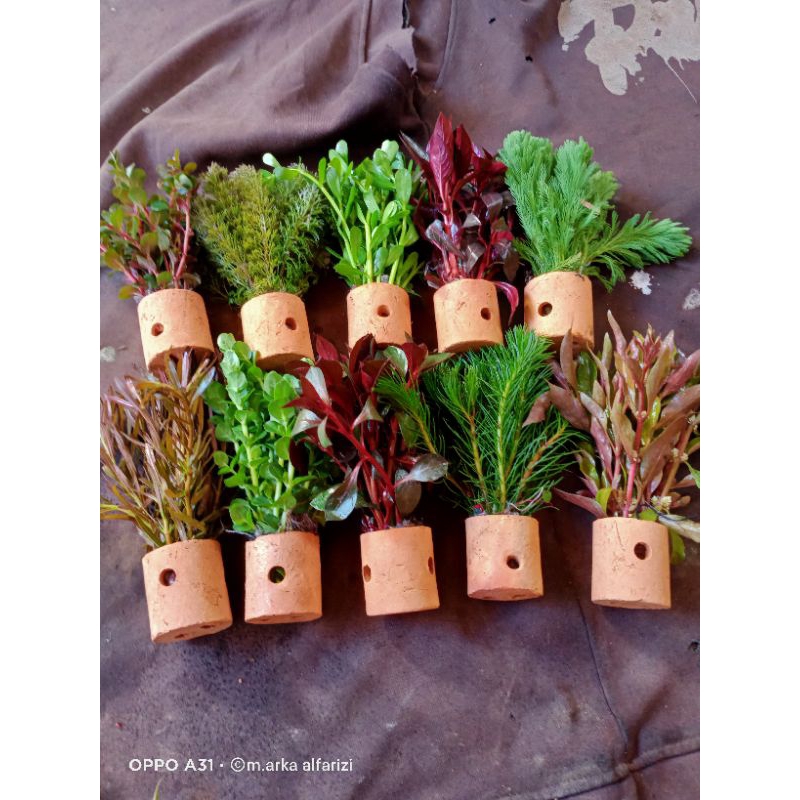 paket hemat tanaman  mix 10 jenis tanaman aquascape