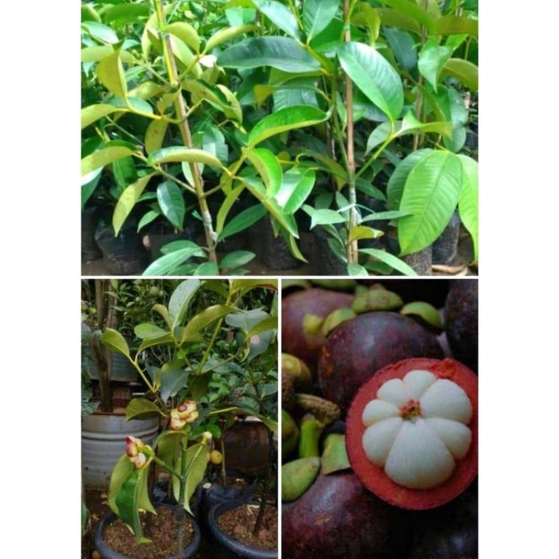 Bibit manggis okulasi