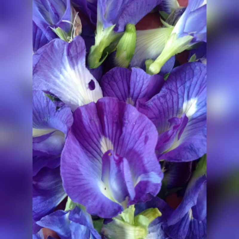 

jamu herbal bunga/Telang