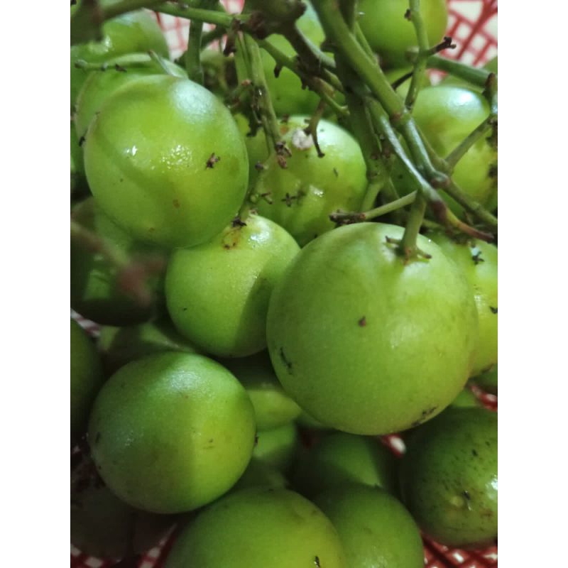 

Buah Gandaria / jetake Jatake muda asam segar