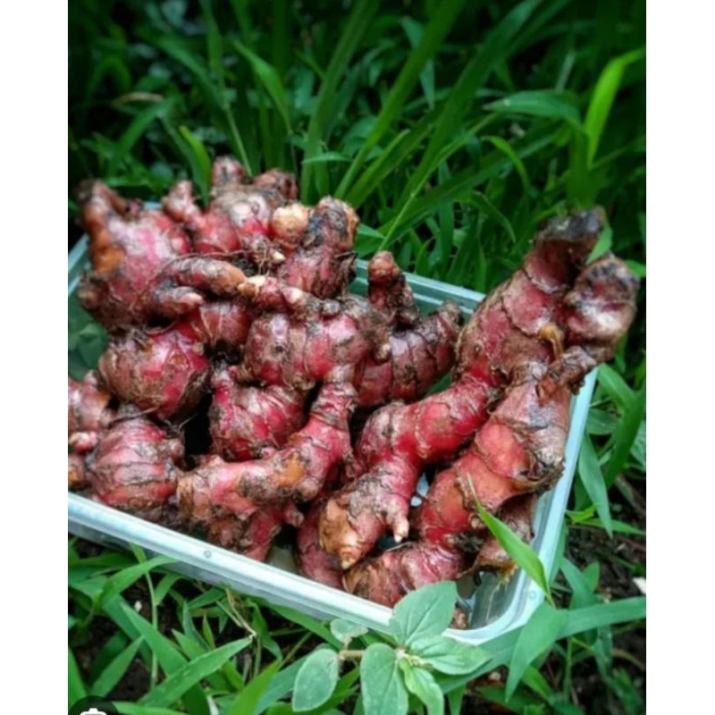 

JAHE MERAH Kesehatan 1Kg