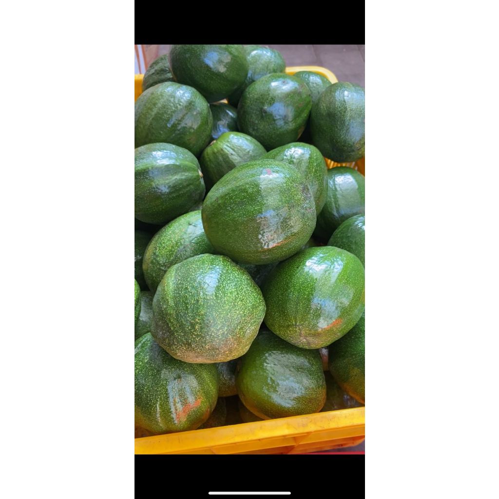 

Alpukat Markus Fresh / Avocado Fresh by Bali Food Industry