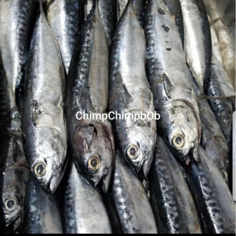 

PINDANG TONGKOL / TONGKOL PINDANG