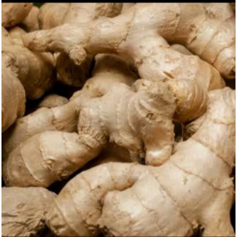 

jahe segar setiap hari per 500gram