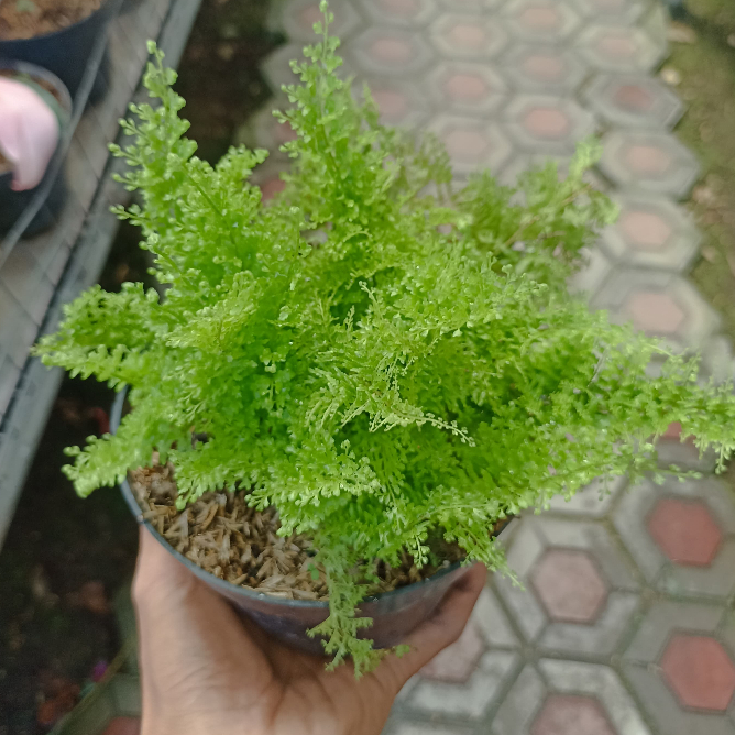 Pakis Embun - Tanaman pakis embun