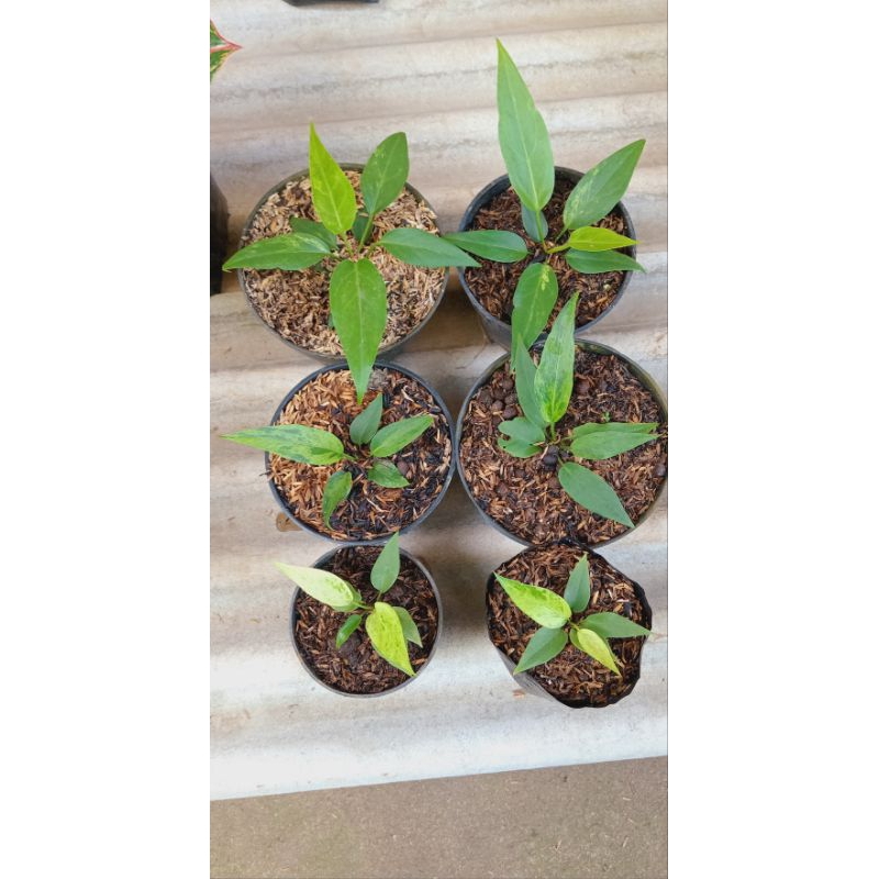 paket 6 pot Gelombang cinta Varigata putih