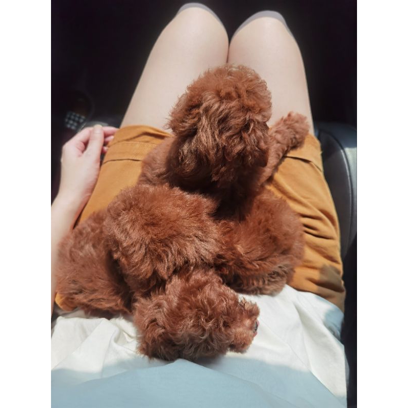 toy poodle betina
