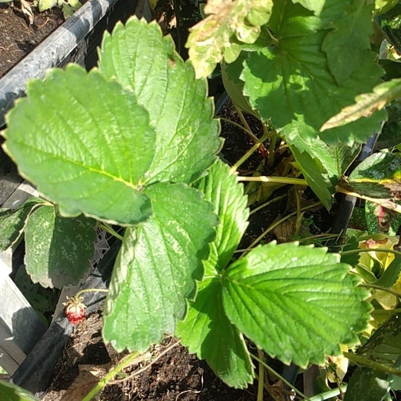 Bibit Buah Strawberry Manis