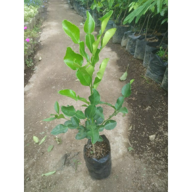 Pohon Jeruk angka 8 besar rimbun