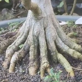 waru India Taiwan cangkok besar