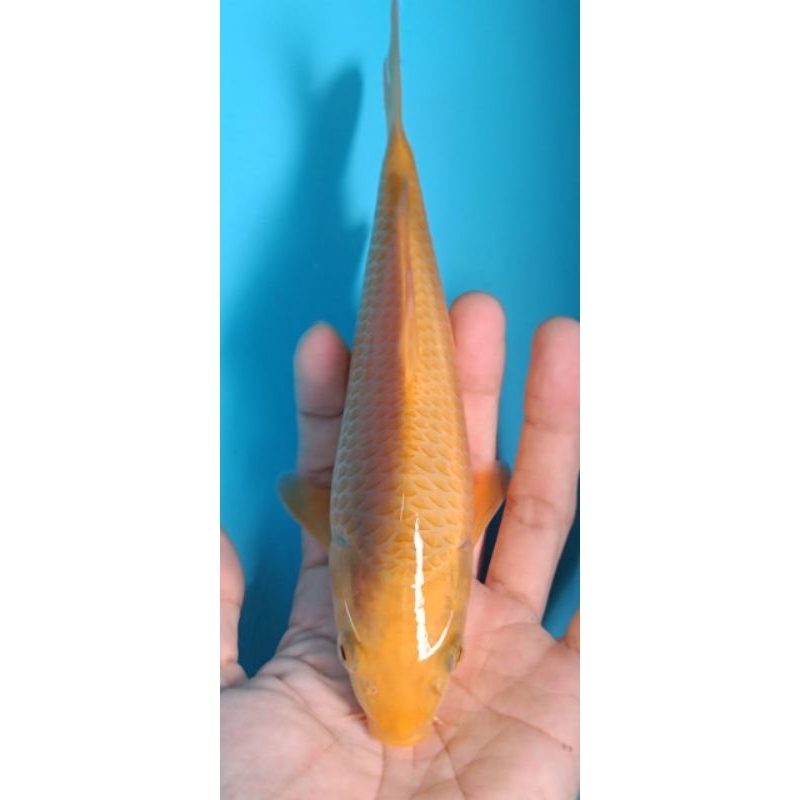 ikan koi blitar caramel HQ sz 30 cm