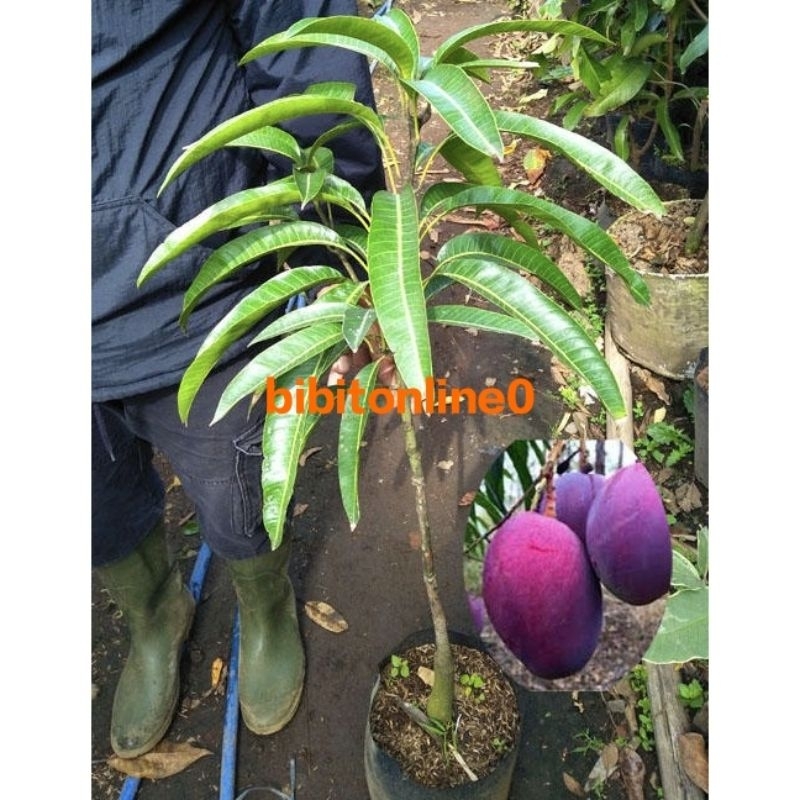bibit mangga irwin jumbo hasil okulasi siap berbuah termurah dan terlaris
