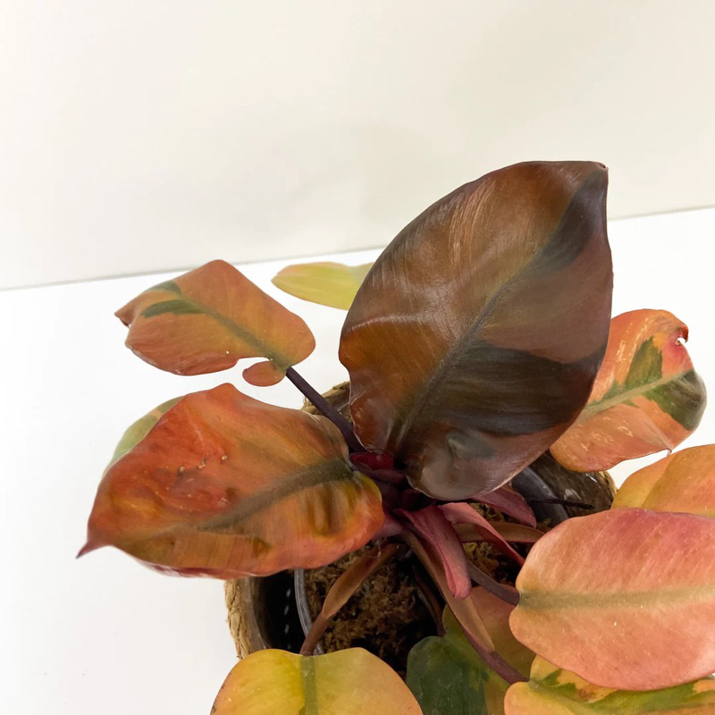 Philodendron Black Cardinal Variegata