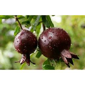 Bibit Tanaman Delima Hitam Kondisi Berbunga Rimbun