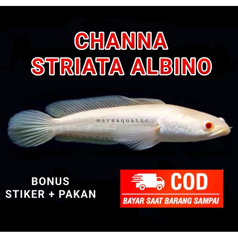 

striata albino mata merah