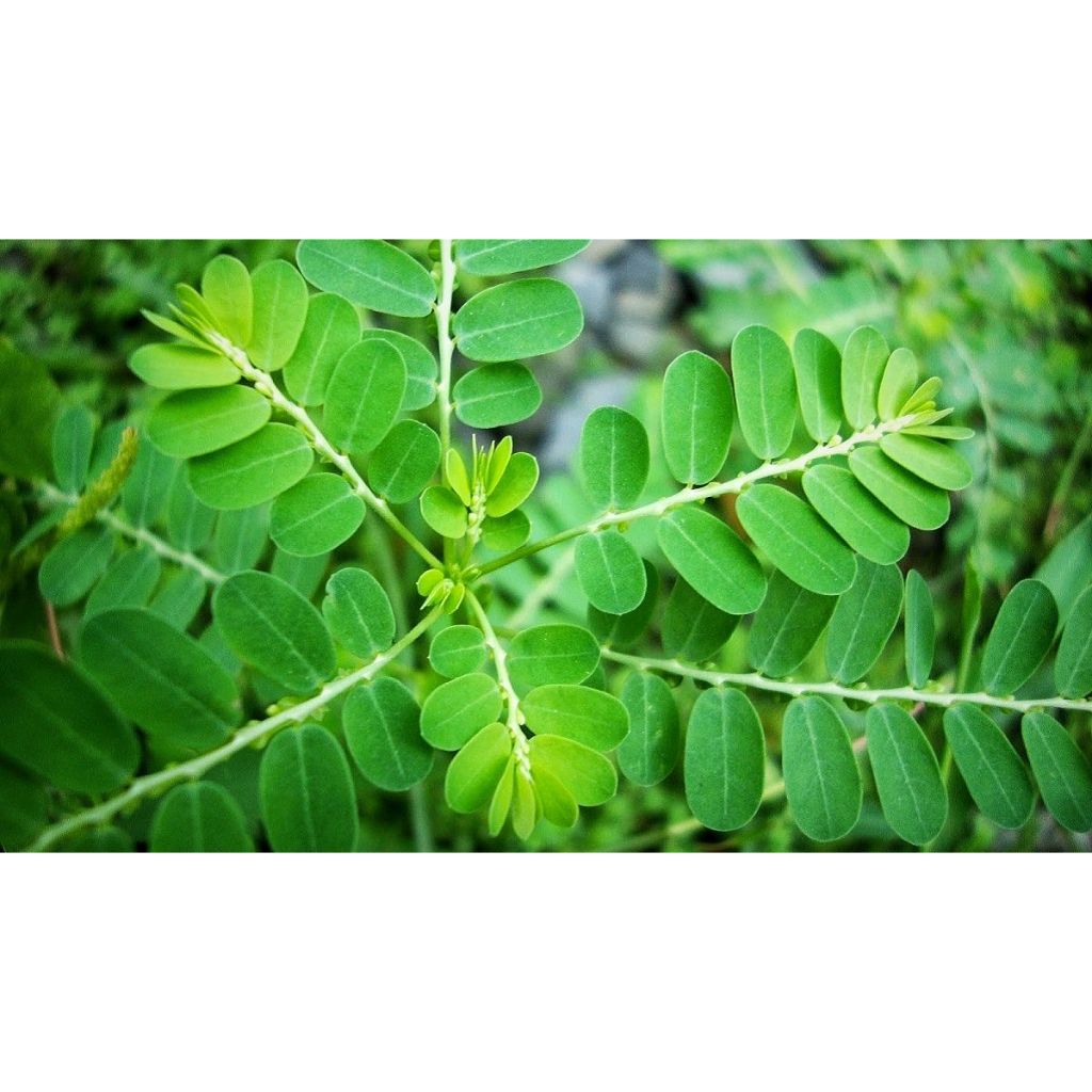 

Daun kelor segar 250gram