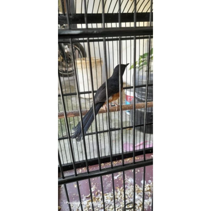Burung murai batu betina rawatan voer total