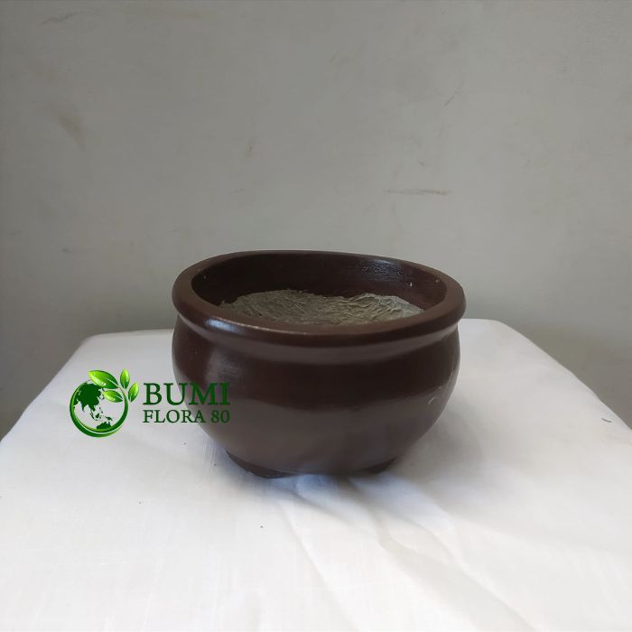 pot semen bonsai 12 cm bulat /pot bonsai/pot semen bonsai