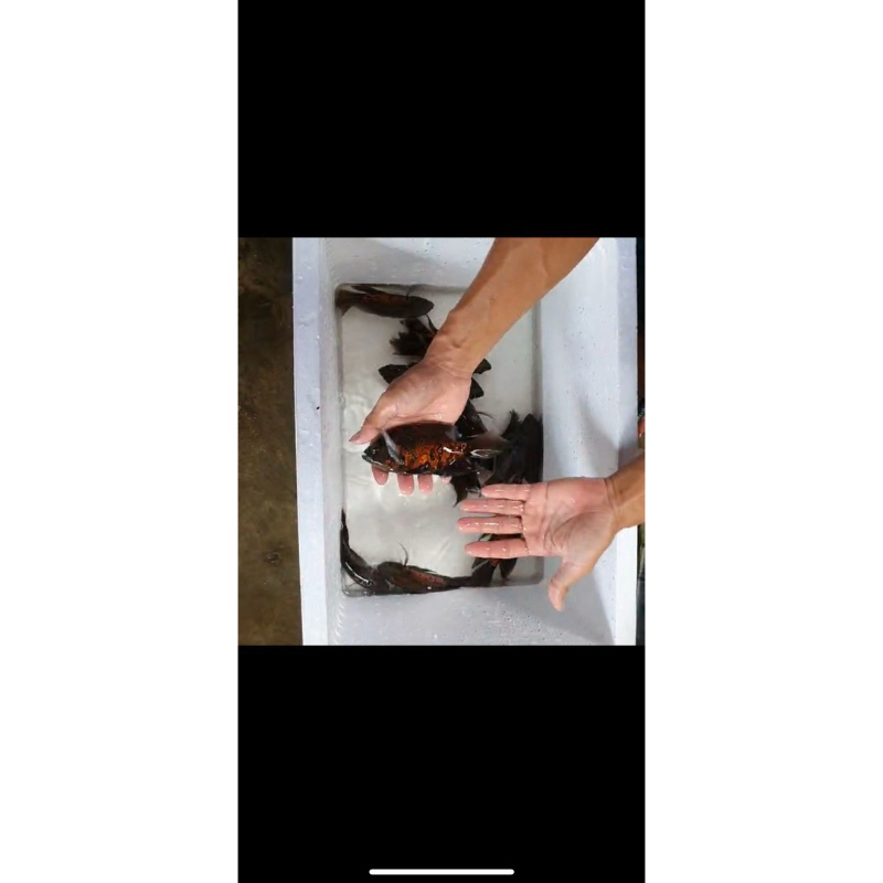 oscar tiger black slayer import thailand 14cm