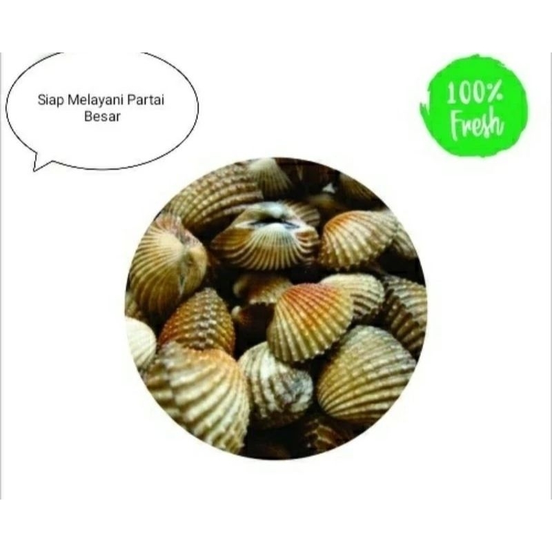 

kerang dara hidup 1 kg