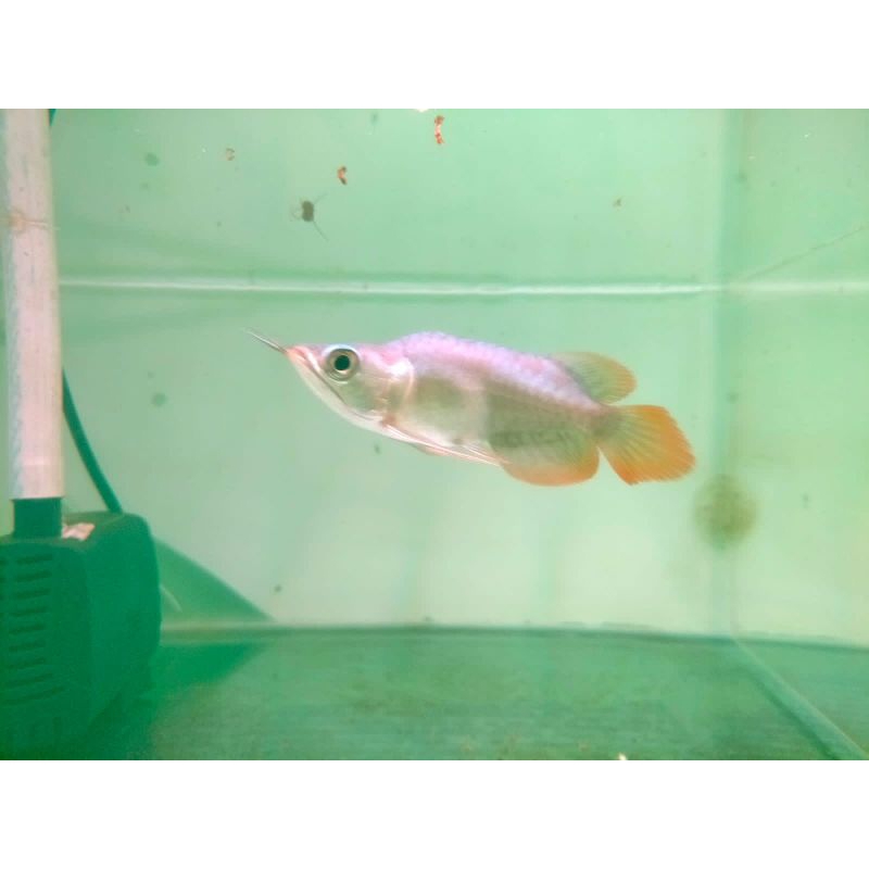 King Arwana Super Red Langka