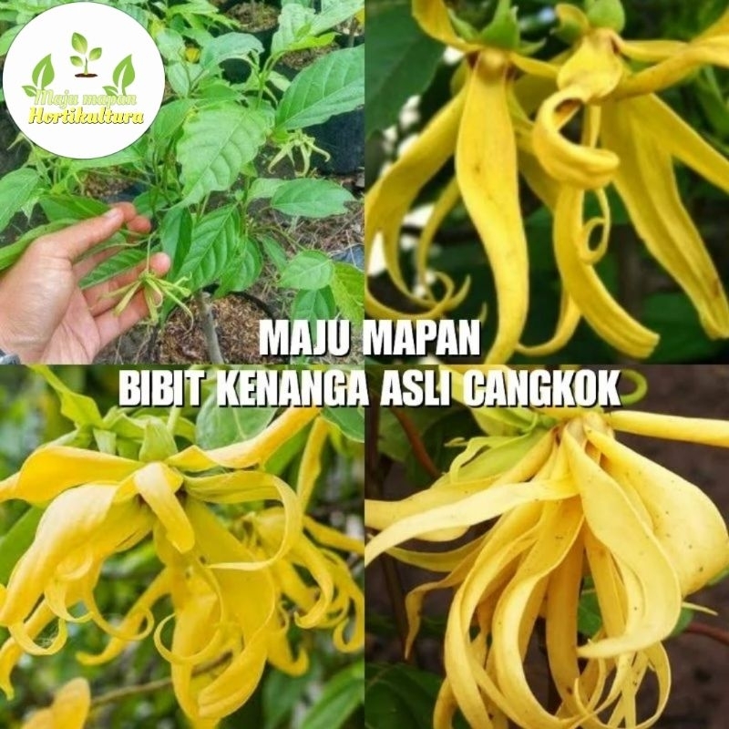 BIBIT KENANGA SUPER (BIBIT BUNGA KENANGA)