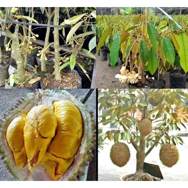 Bibit durian montong okulasi