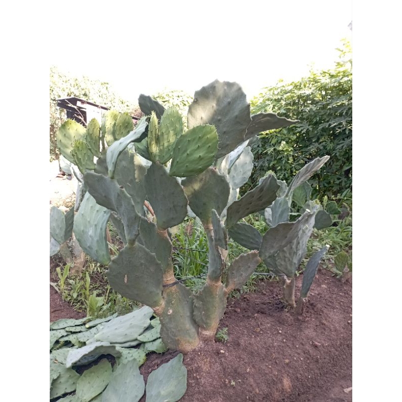 fresh bibit kaktus opuntia gomei.