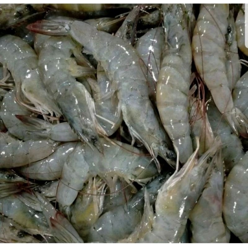 

udang besar 1 kg